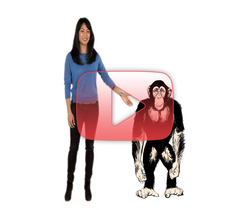 لماذا الشمبانزي أقوى من البشر؟